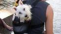 Sac à chien 2