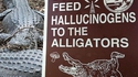 De la dépendance chez les alligators ...