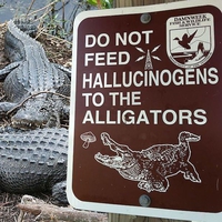 De la dépendance chez les alligators ...