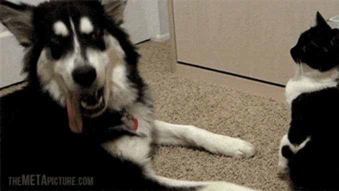 Relation chien et chat