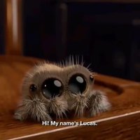 Lucas, la petite araignée
