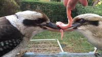 Prise de becs de deux kookaburras