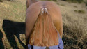 La queue de cheval d'une fillette