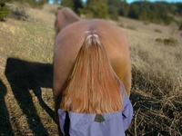 La queue de cheval d'une fillette