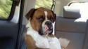 Chien cool 4
