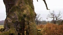Nature trompeuse