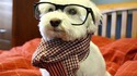 Chien hipster