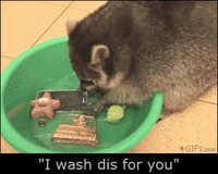 Kan tu as un raton-laveur à la maison