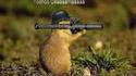 Hamster soldier