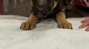 Kan ton chien a mangé un clown