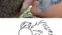 Fan de koala