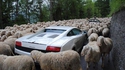 Kan 110 chevaux sont bloqués par 220 moutons...