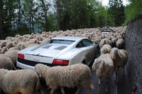 Kan 110 chevaux sont bloqués par 220 moutons...