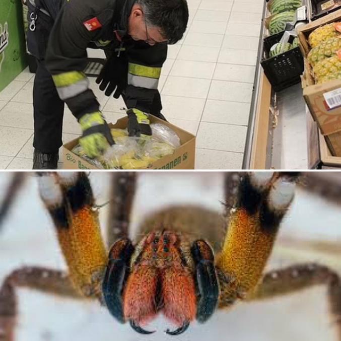 Un supermarché en #Autriche a été évacué après qu'une araignée très venimeuse a été repérée dans le magasin.
- Sa morsure peut non seulement tuer, mais aussi provoquer des érections permanentes.