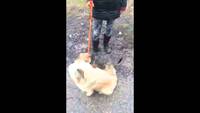Un chien qui essaye