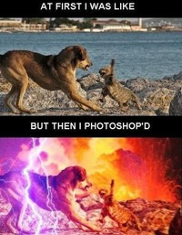 Comme chien et chat 8