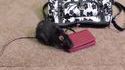 La petite souris