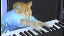 Keyboard Cat joue Nyan Cat