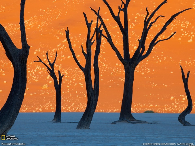 Des acacia erioloba en Namibie. La couleur orange en arrière est due au reflect du lever du soleil sur des dunes de sable.