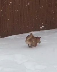 Un mouchien