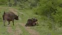 Entraide entre buffles