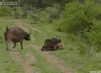 Entraide entre buffles