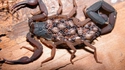 Maman scorpion et ses adorables rejetons