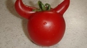 Tomate du diable