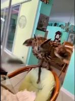 Instinct de chasse 