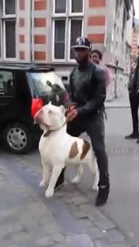 Un American Bully XL dans les rues de Paris.