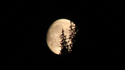La lune et les sapins