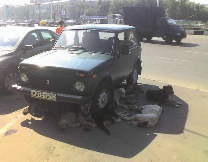 Des chiens qui semblent apprécier ce 4x4.