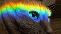 Nyan cat en vrai 2