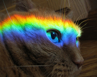Nyan cat en vrai 2