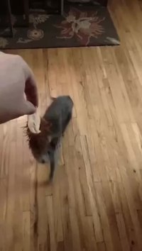 A qui il est le joujou, hmm, à qui il est ?