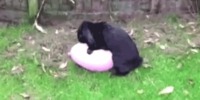 Le lapin et le ballon