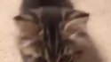 Chtit minou