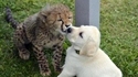 Comme chien et chat 38