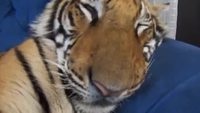 Tigre domestique
