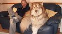 Un chien massif