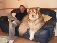 Un chien massif