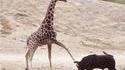 L'animal le plus fort