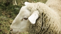 Une course-poursuite stoppée par un troupeau de moutons