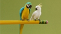 perroquets miniatures 