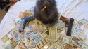 Badass cat