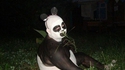 Je suis un panda