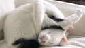 Mylo fait la sieste