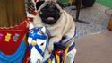 Un chien sur un manège