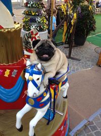 Un chien sur un manège