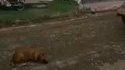 L'histoire de Sprouitch le chien